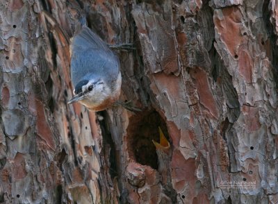 Turkse Boomklever - Krüper's nuthatch - Sitta krueperi