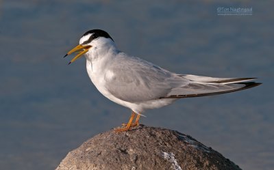 Dwergstern - Little Tern - Sterna albifrons