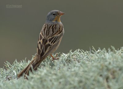 Bruinkeelortolaan - Cretzschmar's Bunting - Emberiza caesia