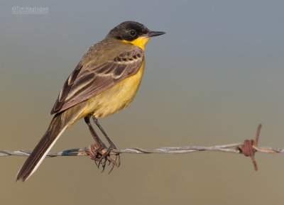 Balkan Kwikstaart - Black-headed Wagtail - Motacilla feldegg