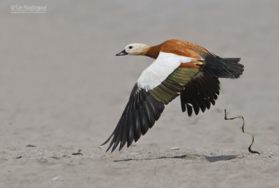 Casarca - Ruddy shelduck - Tadorna ferruginea