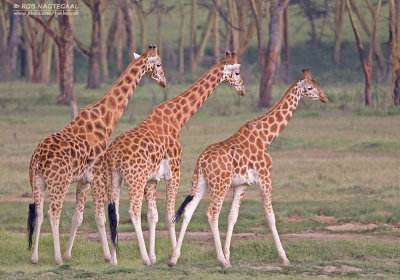 Rothschild's giraffe - Rothschild's giraf - Giraffa camelopardalis rothschildi
