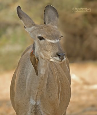 Grote Koedoe  - Greater Kudu - Tragelaphus strepsiceros & Roodsnavel-ossepikker - Red-billed Oxpecker - Buphagus erythrorhynch