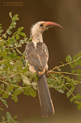 Roodsnaveltok - Northern Red-billed Hornbill - Tockus erythrorhynchus
