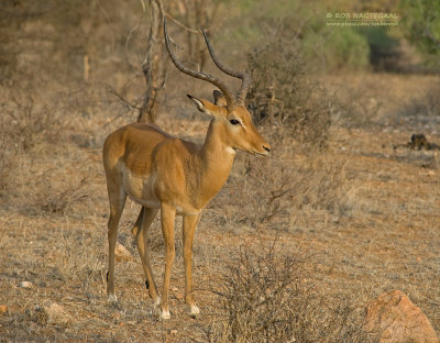 Impala - Impala - Aepyceros melampus