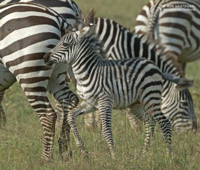 Steppe Zebra - Plains Zebra - Equus quagga