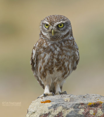 Steenuil - Little Owl - Athene noctua