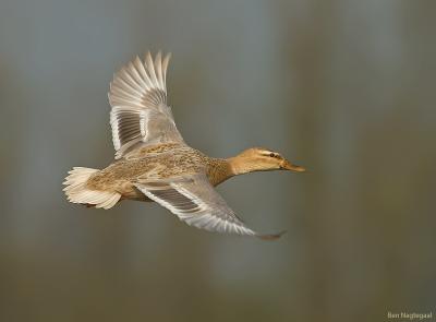 Wilde eend - Mallard - Anas platyrhynchos