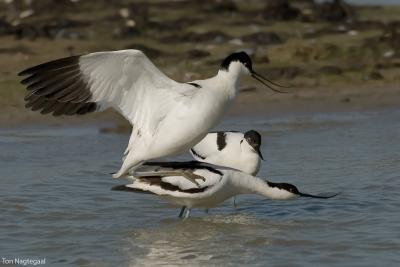 Kluut - Avocet - Recurvirostra avosetta