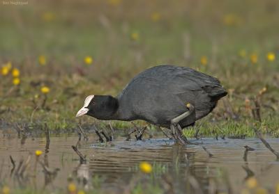 Meerkoet - Coot - Fulica atra
