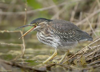 Groene Reiger - Green Heron - Butorides virescens