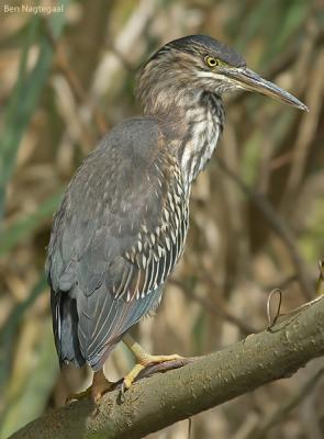 Groene Reiger - Green Heron - Butorides virescens