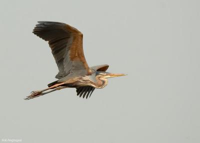 Purperreiger - Purple Heron - Ardea purpurea