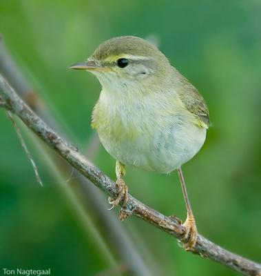 Fitis - Willow warbler - Phylloscopus trochilus