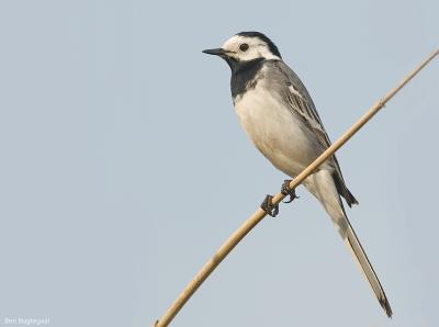 Wittekwikstaart - White wagtail - Motacilla alba