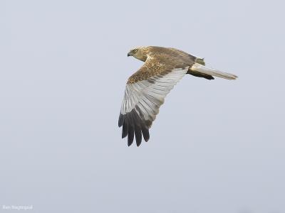 Bruine Kiekendief - Western Marsh Harrier - Circus aeruginosus