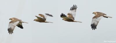 Bruine kiekendief - Marsh Harrier - Circus aeruginosus