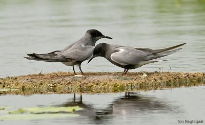 Zwarte Stern - Black tern - Chlidonias nigra