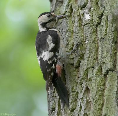 Syrische Bonte Specht - Syrian Woodpecker - Dendrocopos syriacus