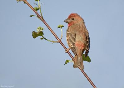 Roodmus - Scarlet rosefinch - Carpodacus erythrinus