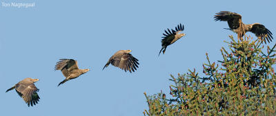 Schreeuwarend - Lesser spotted eagle - Aguila pomarina