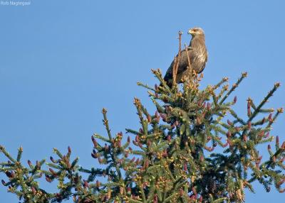 Schreeuwarend - Lesser spotted eagle - Aguila pomarina