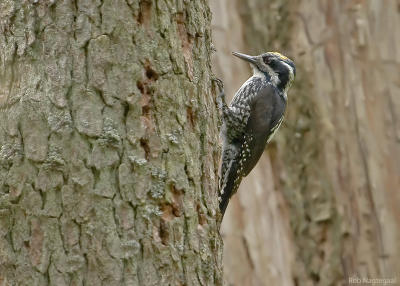 Drieteenspecht - Treetoed woodpecker - Picoidus tridactylus