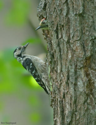 Kleine bonte specht - Lesser spotted woodpecker - dendrocopos minor