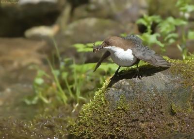 Waterspreeuw - Dipper - Cinclus cinclus