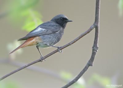 Zwarte Roodstaart - Black Redstart - Phoenicurus ochruros