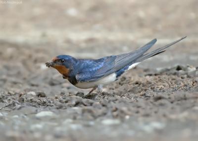 Boerenzwaluw - Barn swallow - Hirundo rustica	