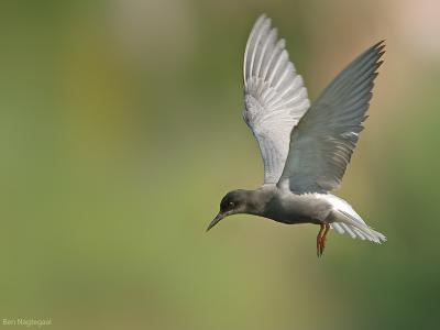 Zwarte Stern - Black Tern - Chlidonias niger