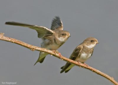 Oeverzwaluw - Sand martin - Riparia riparia