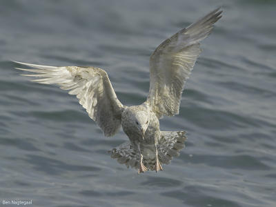 Zilvermeeuw - Herring gull - Larus argentatus