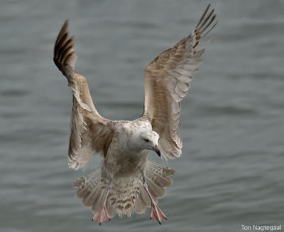 Zilvermeeuw - Herring gull - Larus argentatus