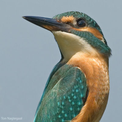 IJsvogel - Common kingfisher - Alcedo atthis