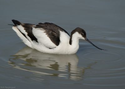Kluut - Avocet - Recurvirostra avosetta