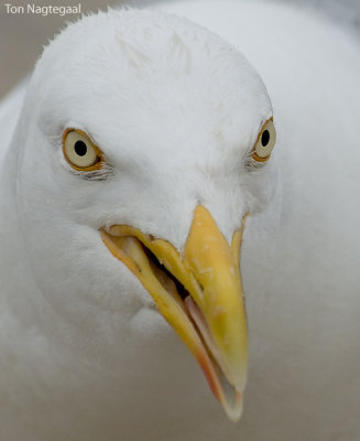 Zilvermeeuw - Herring gull - Larus argentatus