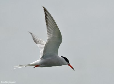 Visdief - Common tern - Sterna hirundo