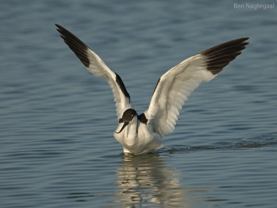 Kluut - Avocet - Recurvirostra avosetta