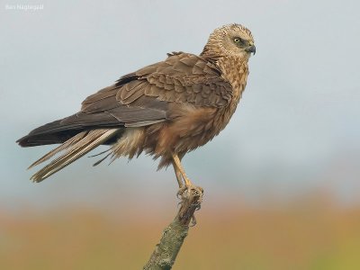 Bruine Kiekendief - Western Marsh Harrier - Circus aeruginosus