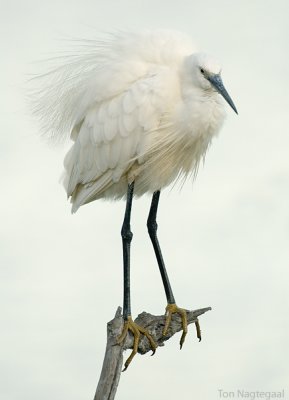 Kleine zilverreiger - Little Egret - Egretta Garzetta