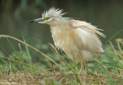 Ralreiger - Squacco heron - Ardeola ralloides