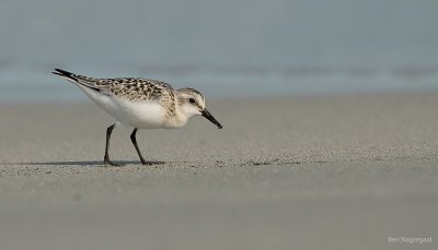 Drieteenstrandloper - Sanderling - Calidris alba