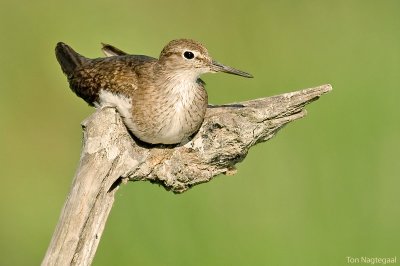 Oeverloper - Common sandpiper - Actitis hypoleucos