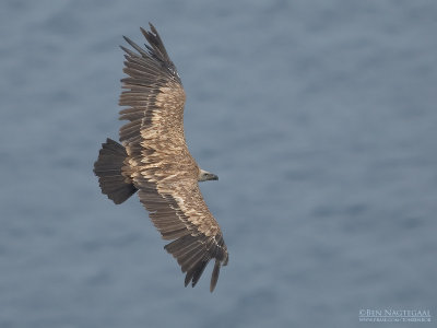 Vale gier - Griffon vulture - Gyps vulvus