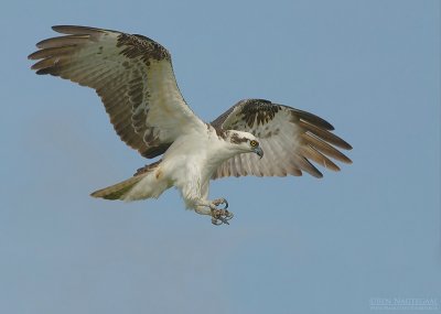 Visarend - Osprey - Pandion haliaetus