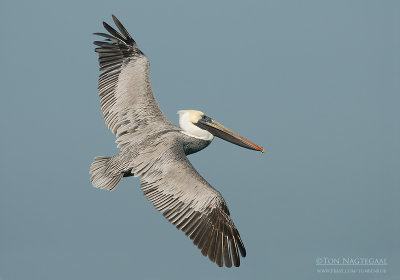 Bruine Pelikaan - Brown Pelican - Pelecanus occidentalis