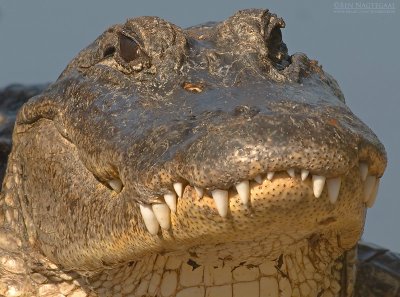 Amerikaanse alligator - American Alligator - Alligator mississippiensi