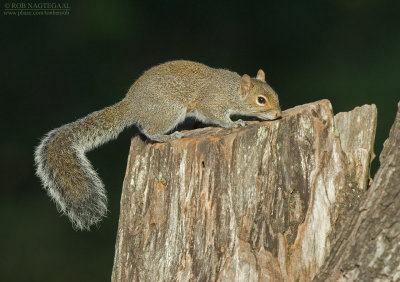 Grijze Eekhoorn - Eastern Gray Squirrel - Sciurus carolinensis